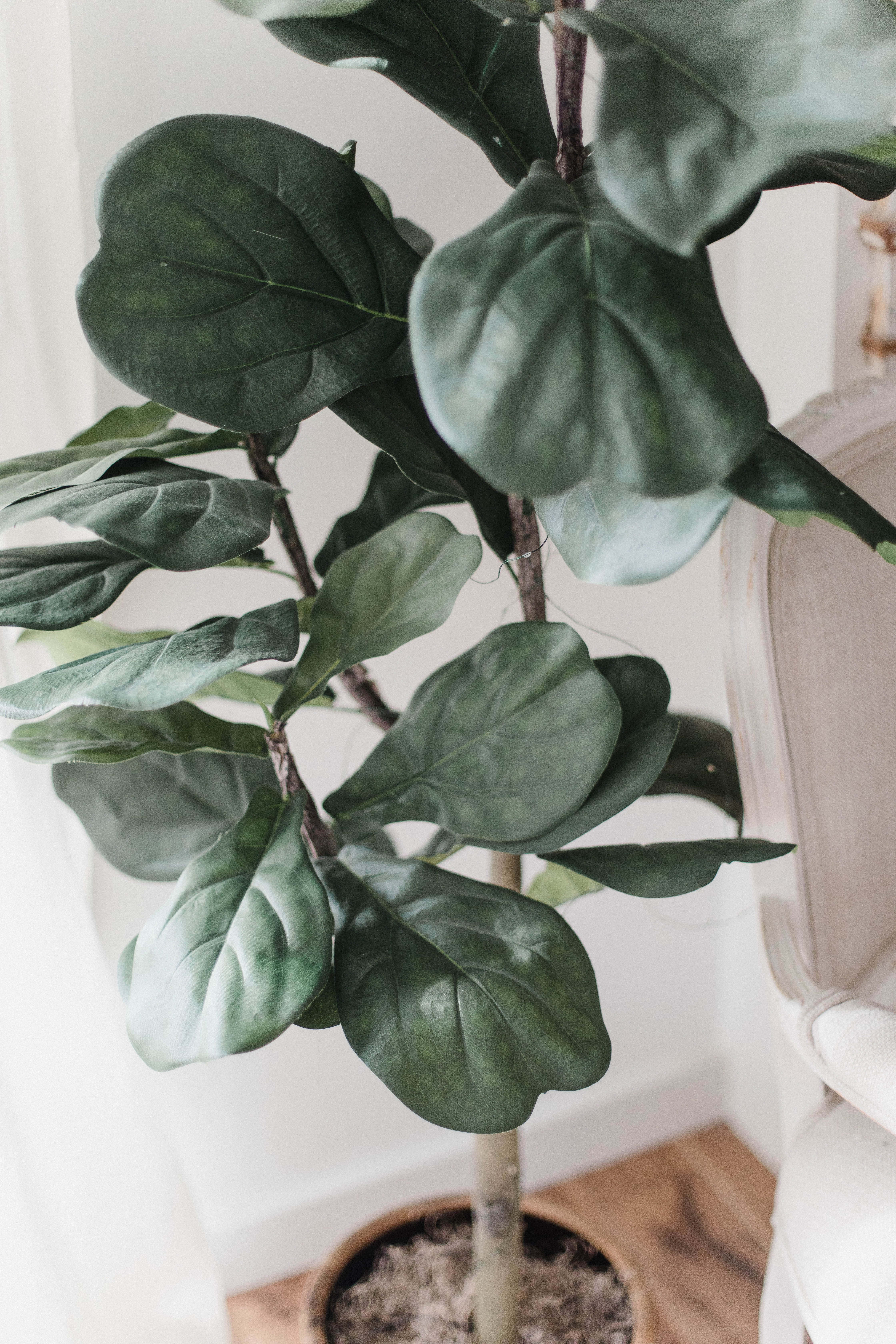 Connecticut life and style blogger Lauren McBride shares her January QVC Finds including a faux fiddle leaf fit, beauty deals, and cozy options.