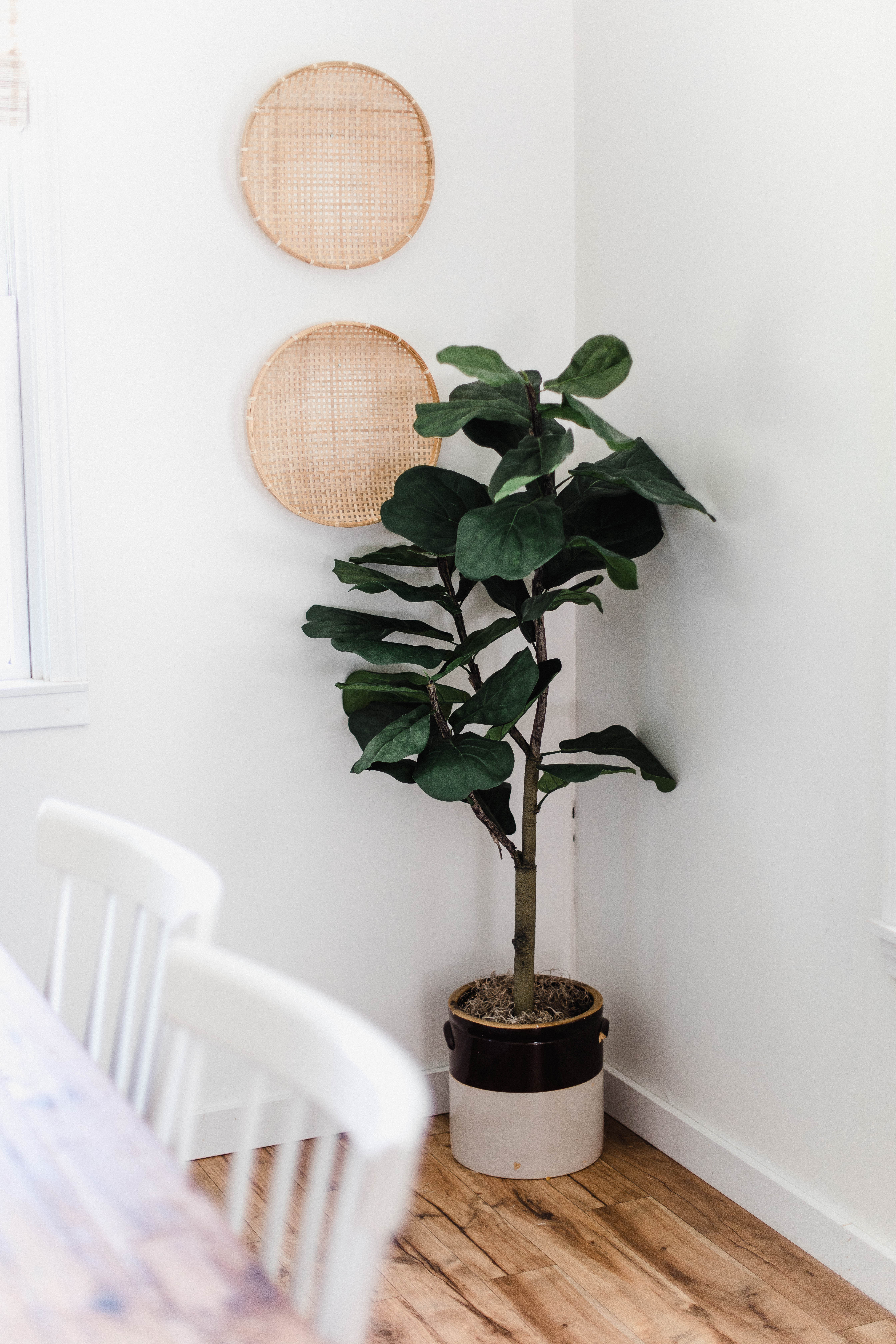 Connecticut life and style blogger Lauren McBride shares how to pot a faux fiddle leaf fig tree featuring a fiddle leaf tree for under $60 on QVC.